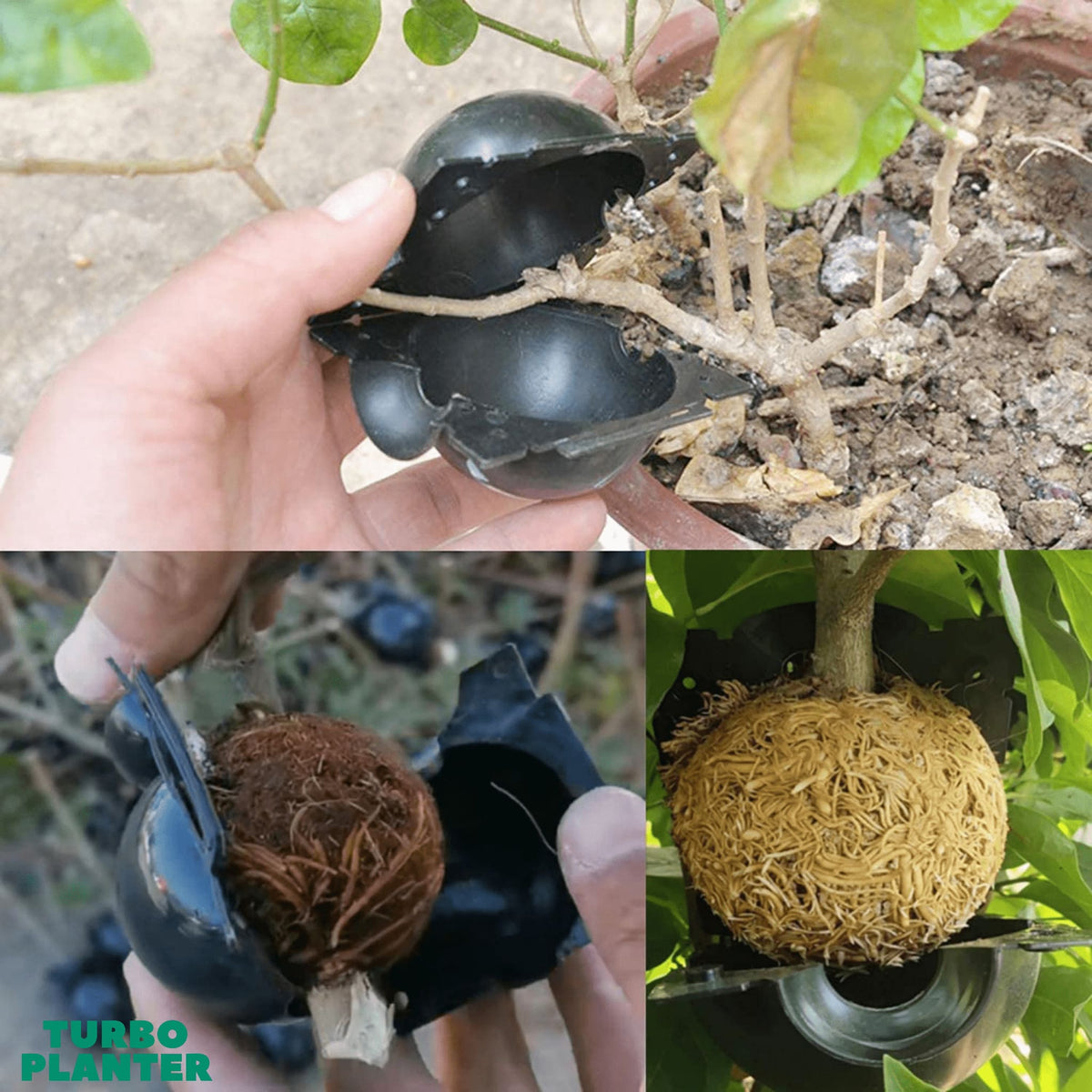 TURBO-Wurzelball 5x - TURBOPLANTER™ - Das Original nur hier im Shop!